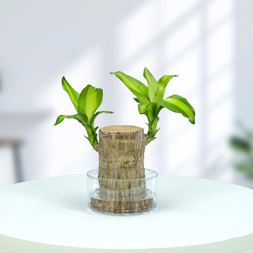 Brazilian Wood Plant